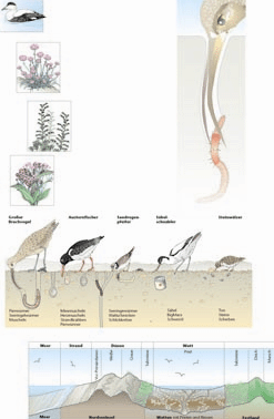 Meer-Vogel-Info